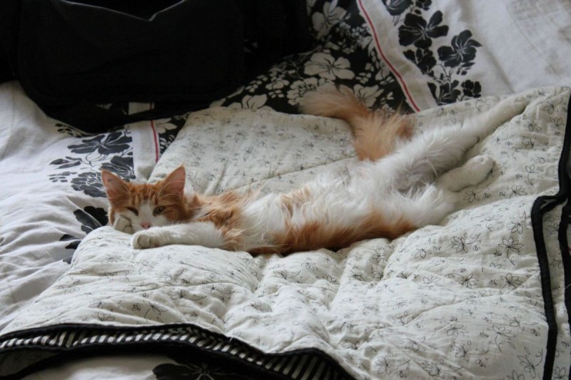Кровать для кота