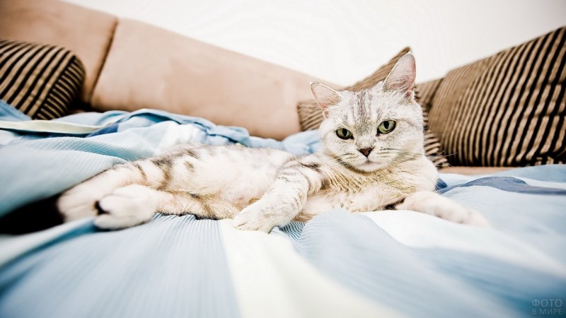 Кошечка на диване