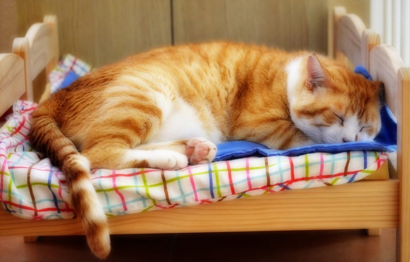 Спящий рыжий кот