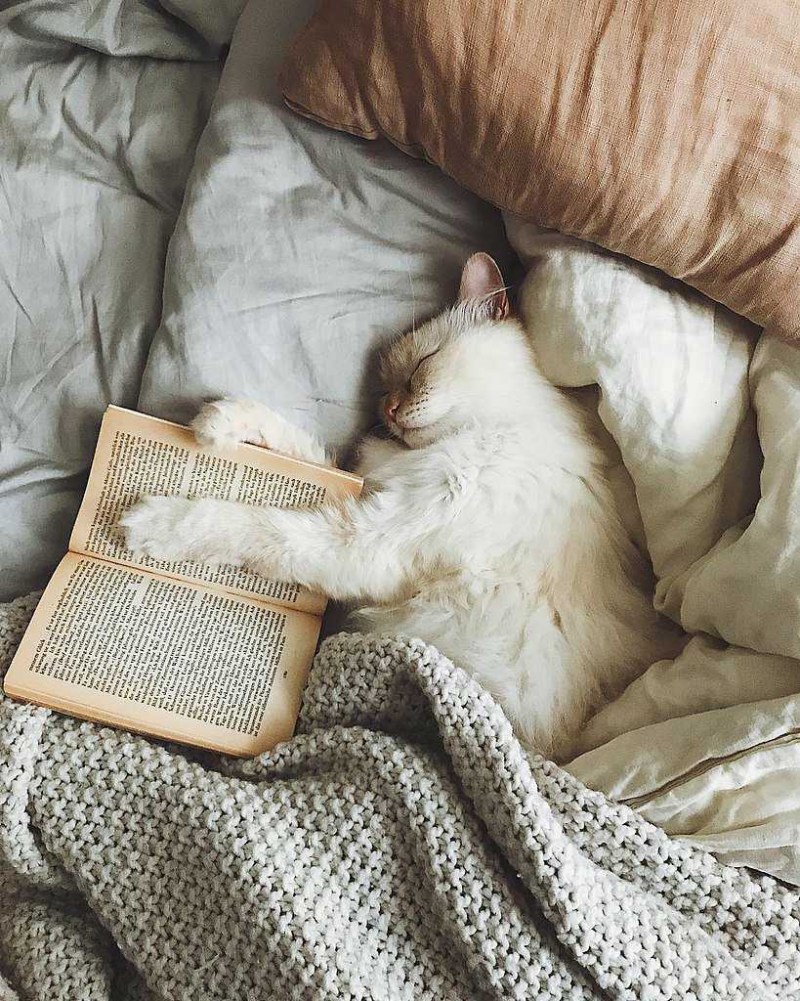 Кошка спит