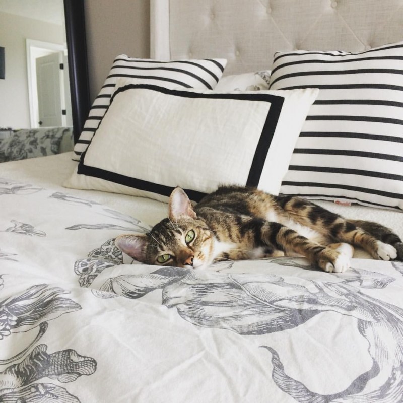 Котик в постельке