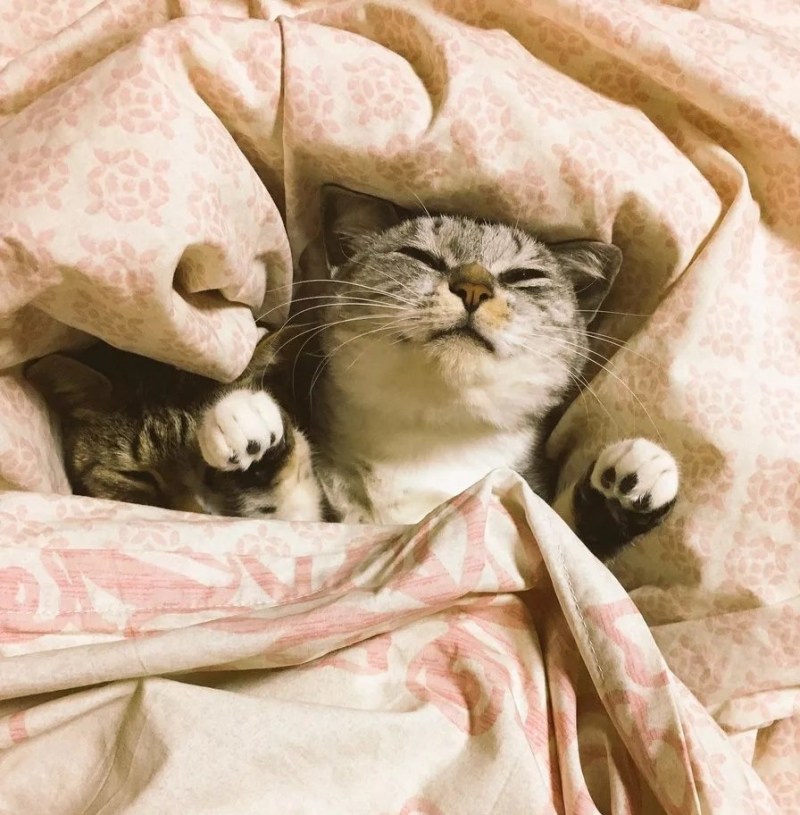 Котик в постели