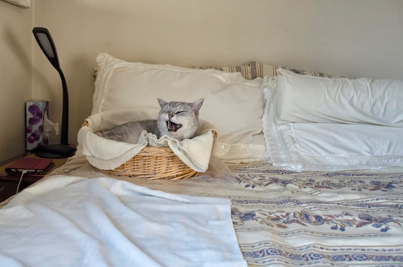 Кот спит на кровати