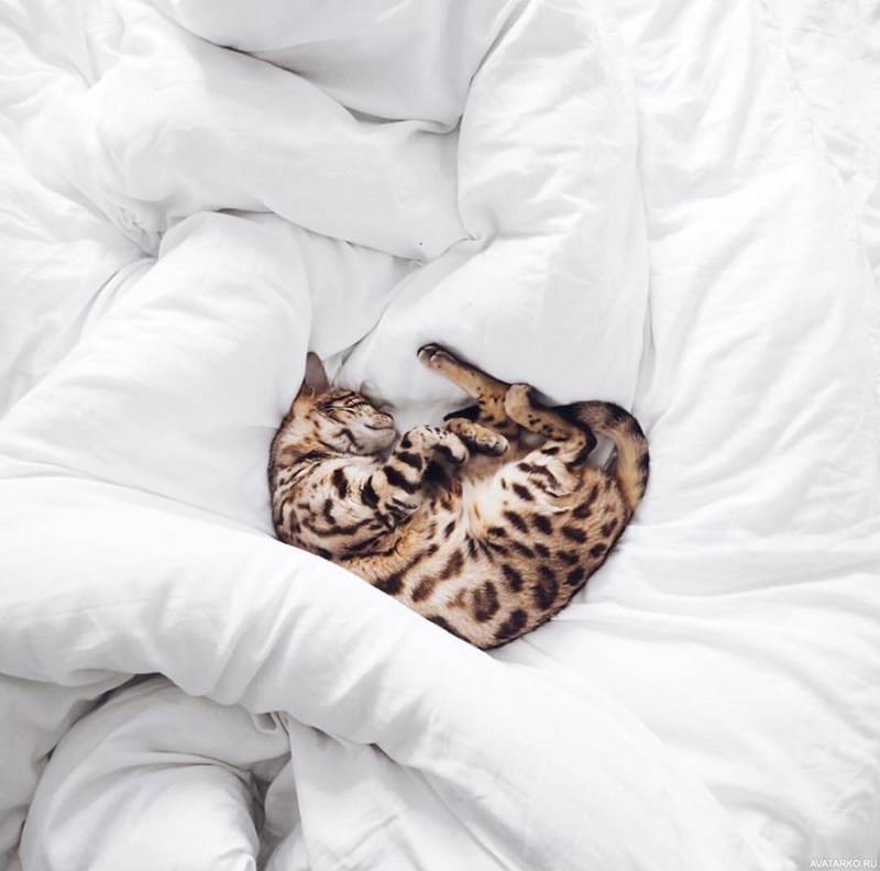 Кошечка в постели