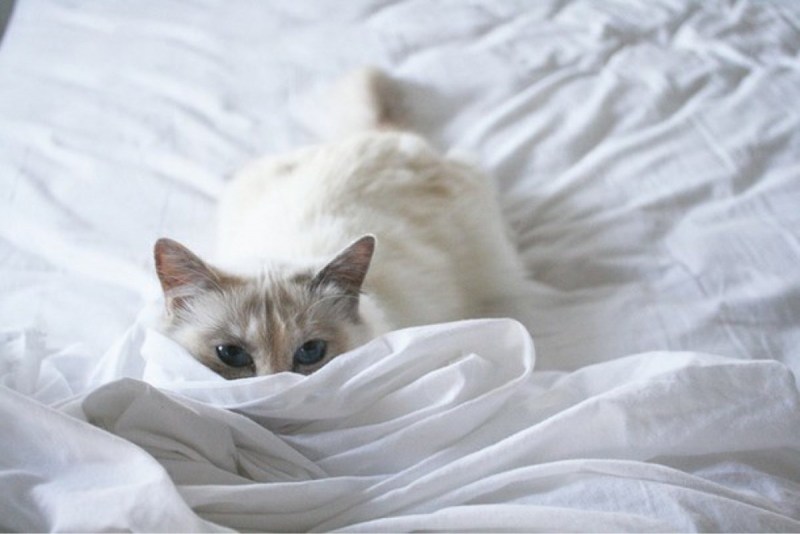 Котенок нежится в кроватке