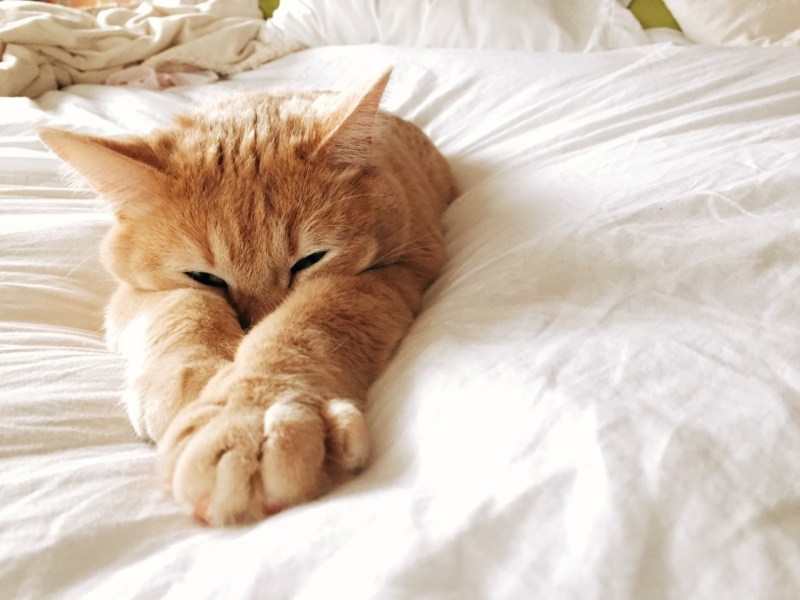 Кот проснулся