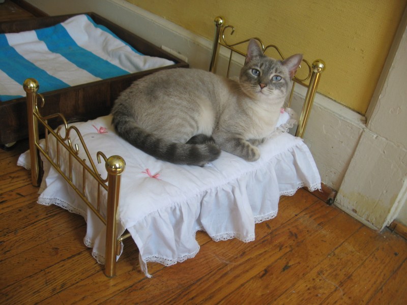 Коты в кроватке