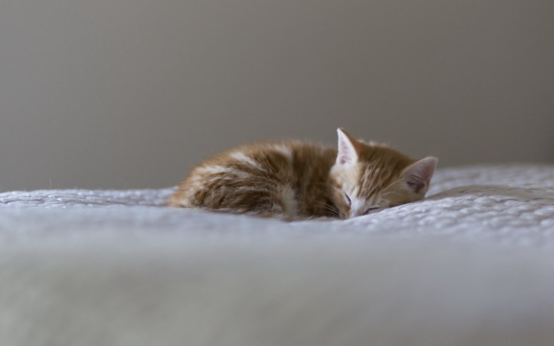 Котенок лежит