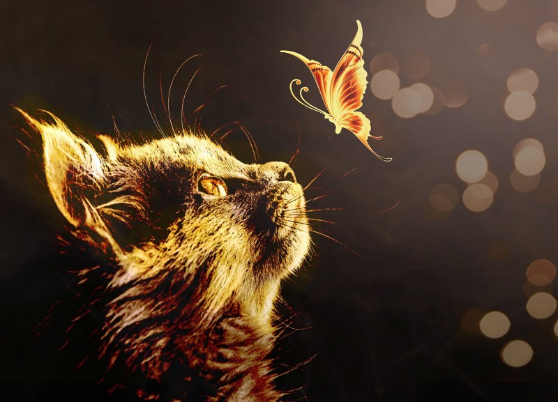 Papillon кошка