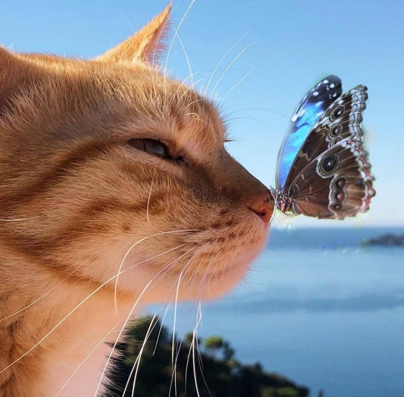 Кошка с бабочками