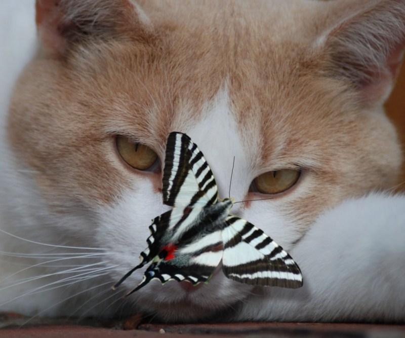 Коты с бабочкой на носу
