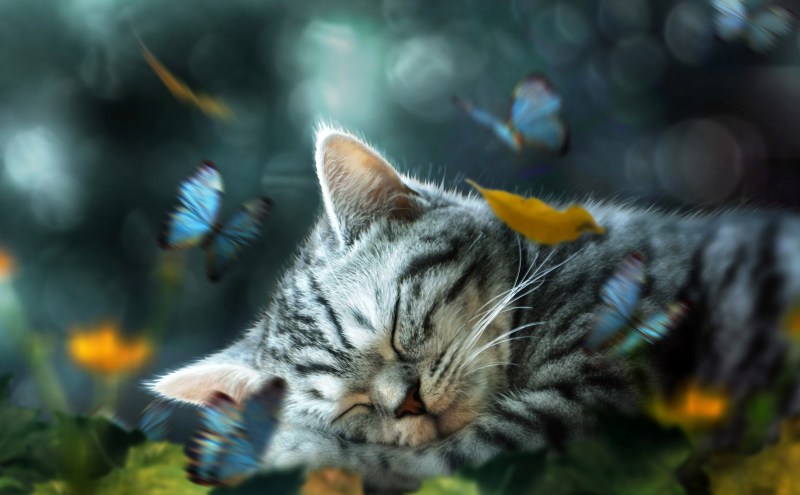 Кошечка с бабочкой