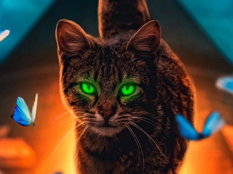 Зеленоглазый кот