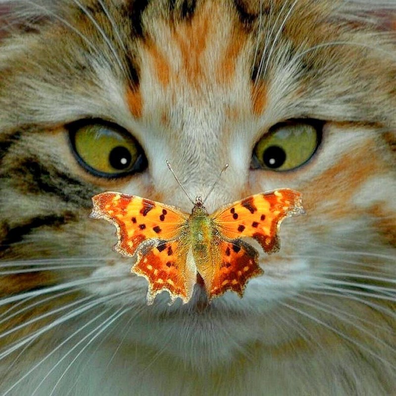 Котик с бабочкой на носу