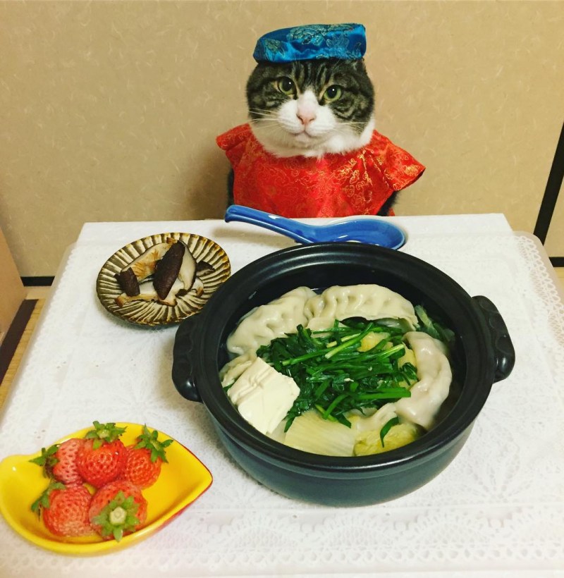 Кот Гурман