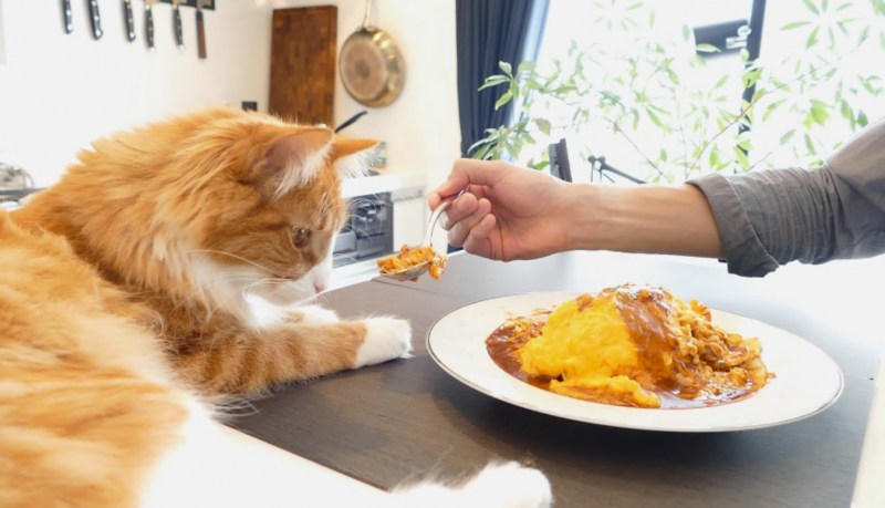 Кот готовит яичницу