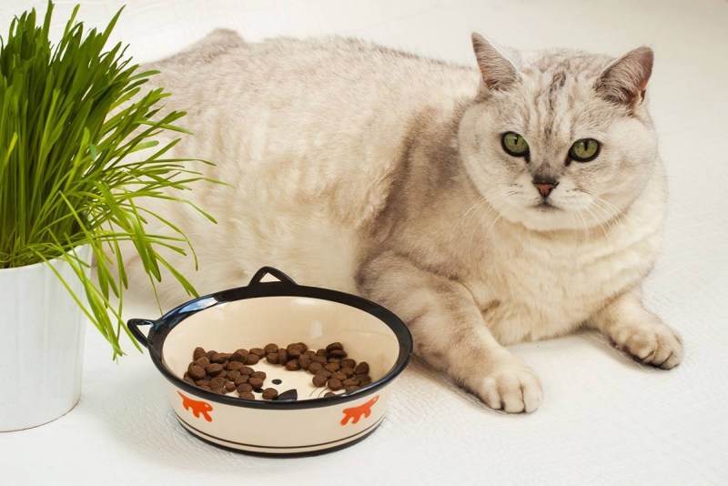 Реклама Шеба корм для кошек