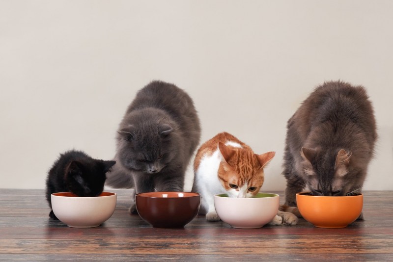 Котенок кушает