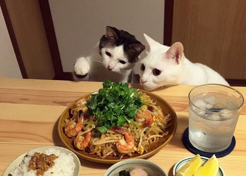 Кошка кушает