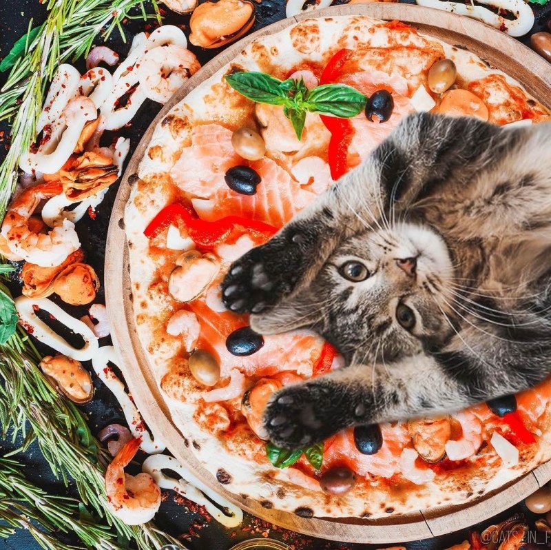 Стол для кошачьей еды