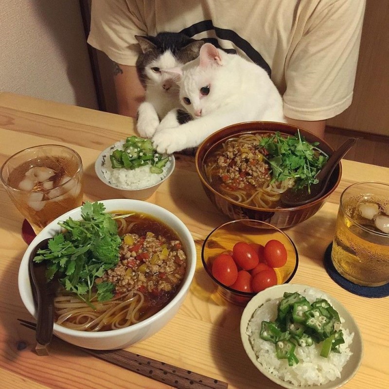 Кошка и пицца