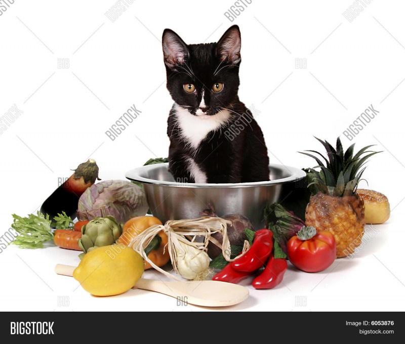 Натуральная еда для кошек