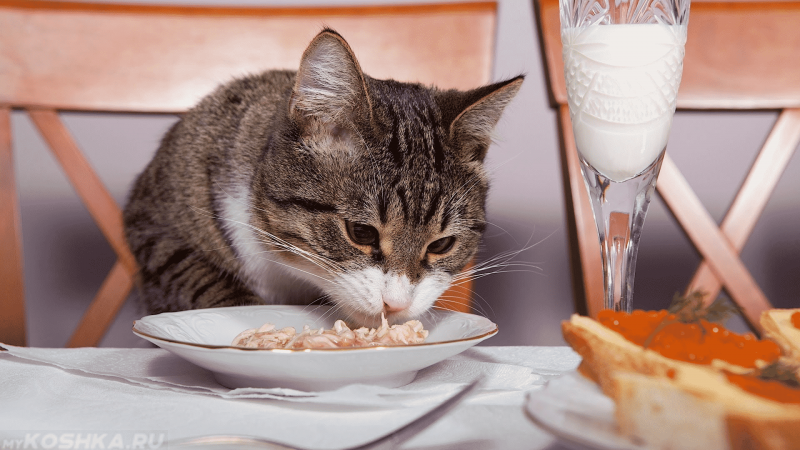 Котик завтракает