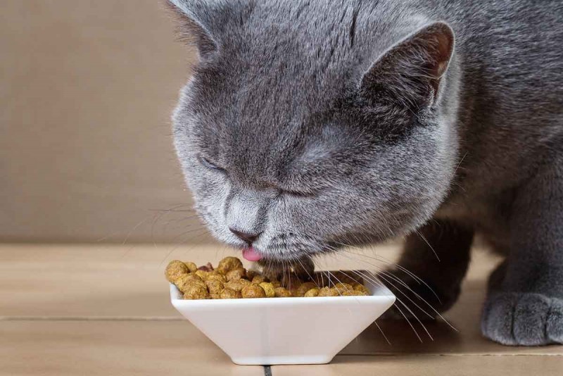 Котенок кушает