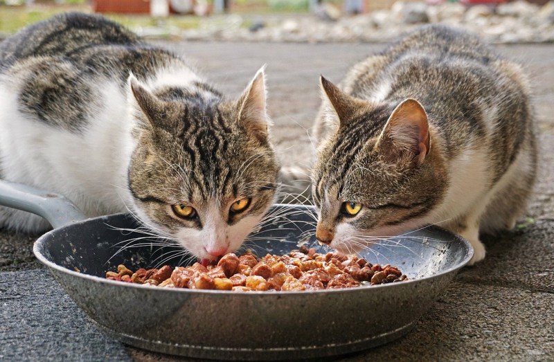 Кошка ест на улице