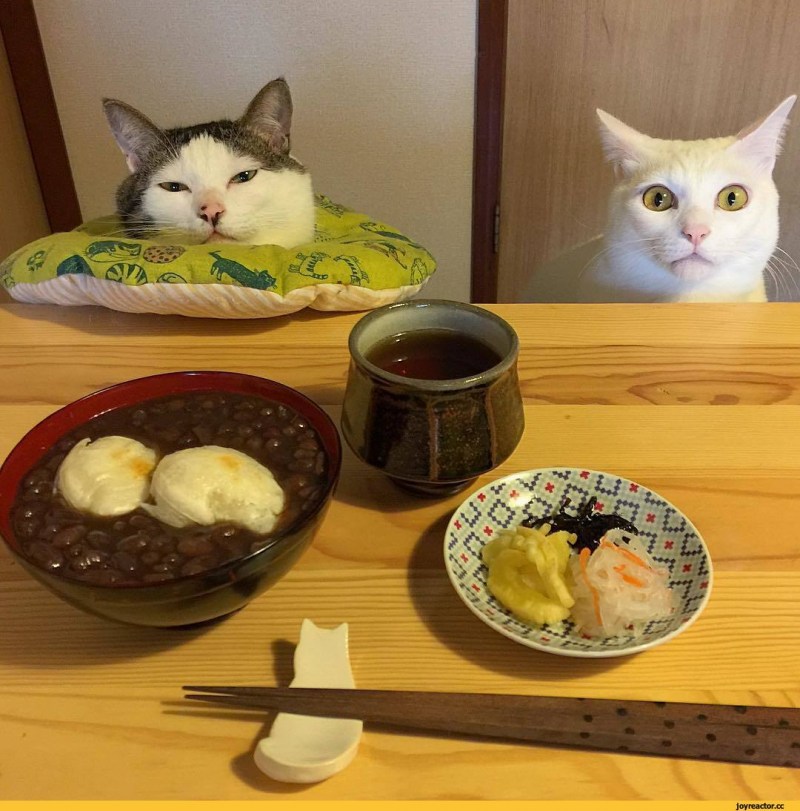 Кошка ест