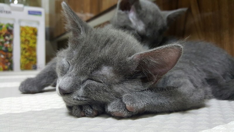 Кот Женька