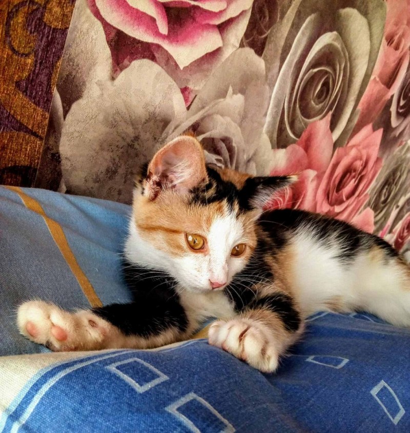 Фото с Денни котятки