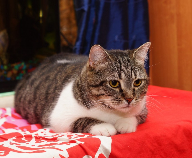 Котенок год