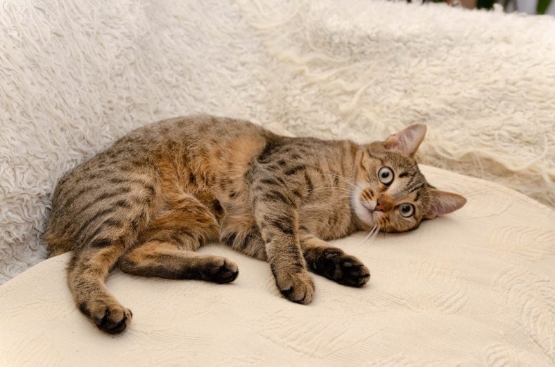 Кот компаньон