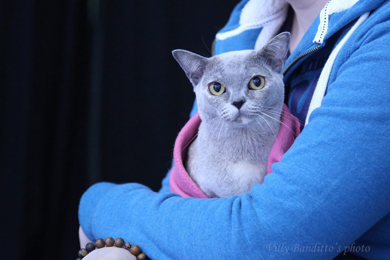 Little Gray Cat