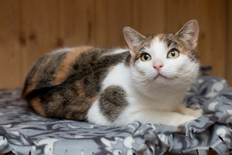 Котико Колпино
