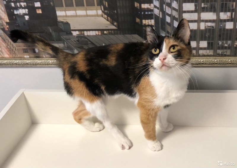 My Cat Yugawara