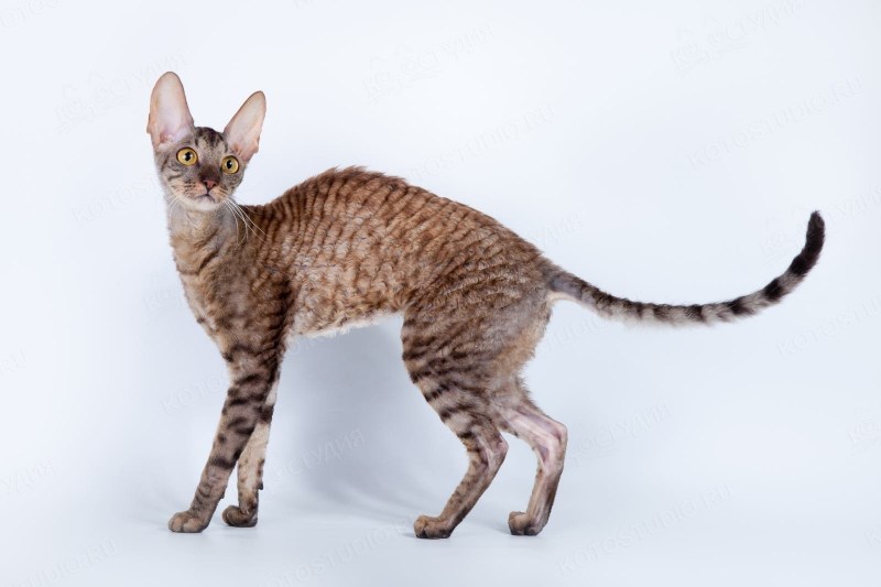 Корниш рекс
