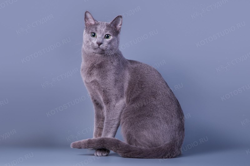 Кошка с гладкой шерстью
