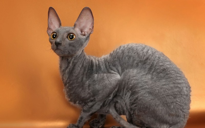 Корниш рекс кошка