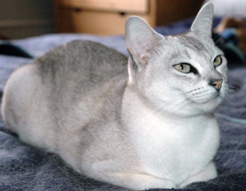 Бурмилла кошка короткошерстная
