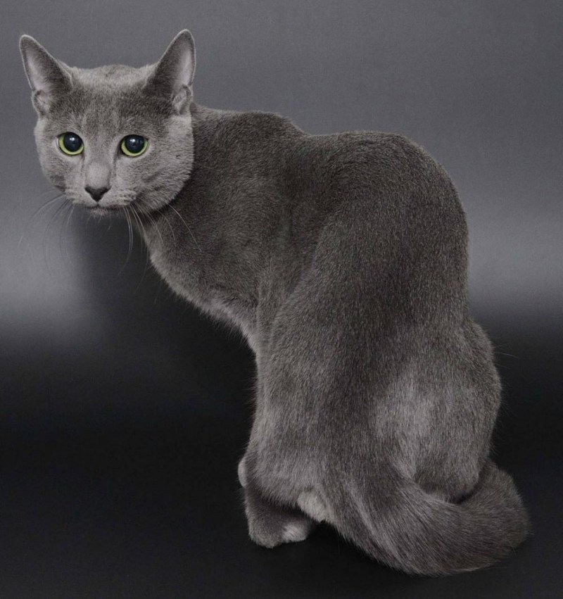 Сибирский голубая кошка короткошерстная
