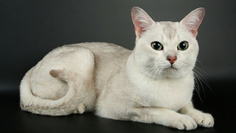Бурмилла шиншилла