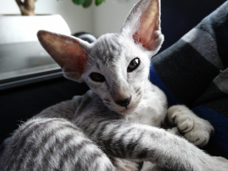 Сфинкс кошка