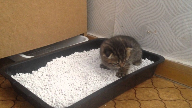 Коты приученные к лоткам