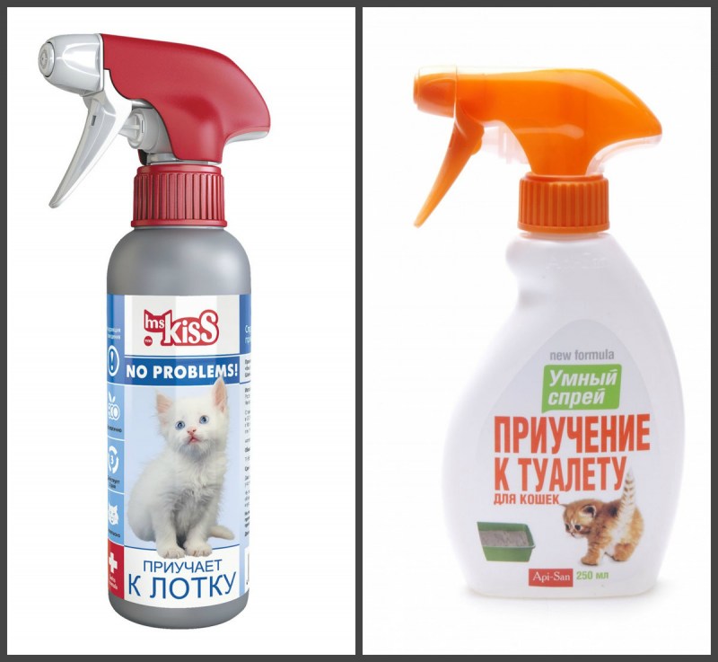 Рисунок приучить кота к лотку