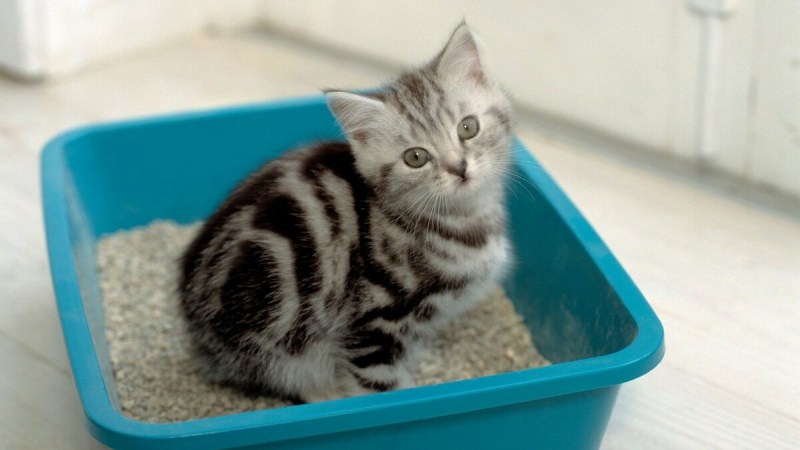 Приучение кота к лотку