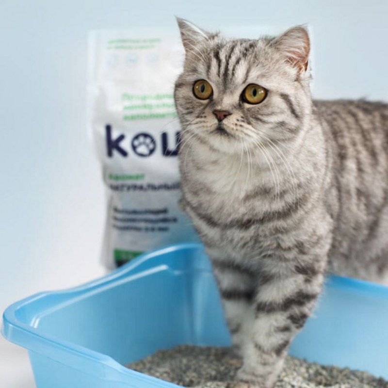 Приучить котенка к лотку
