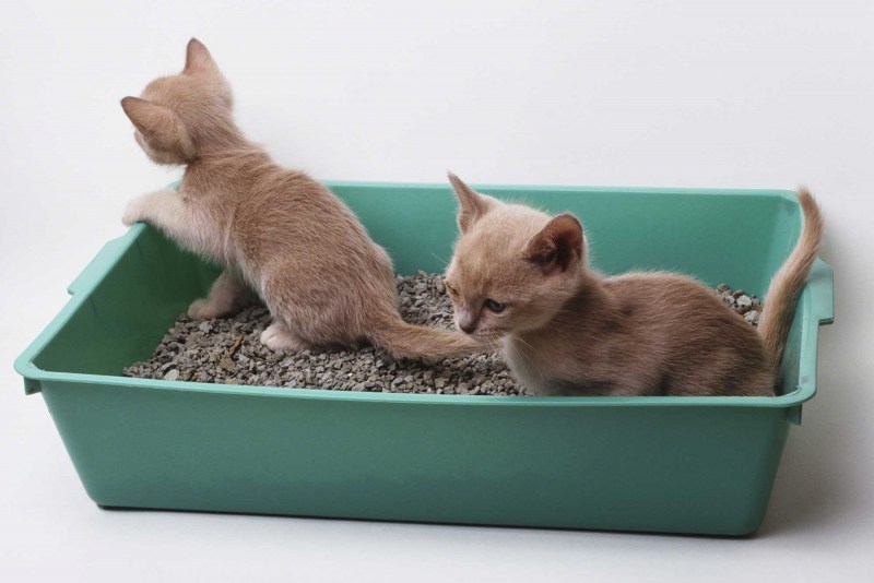 Лоток для котят 2 месяца