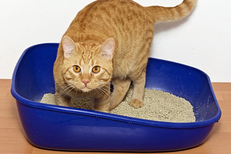 Лоток для кота